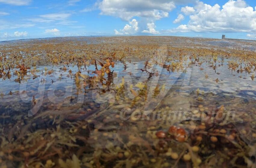  Búsqueda de soluciones al sargazo en el Caribe – Galu Comunicación