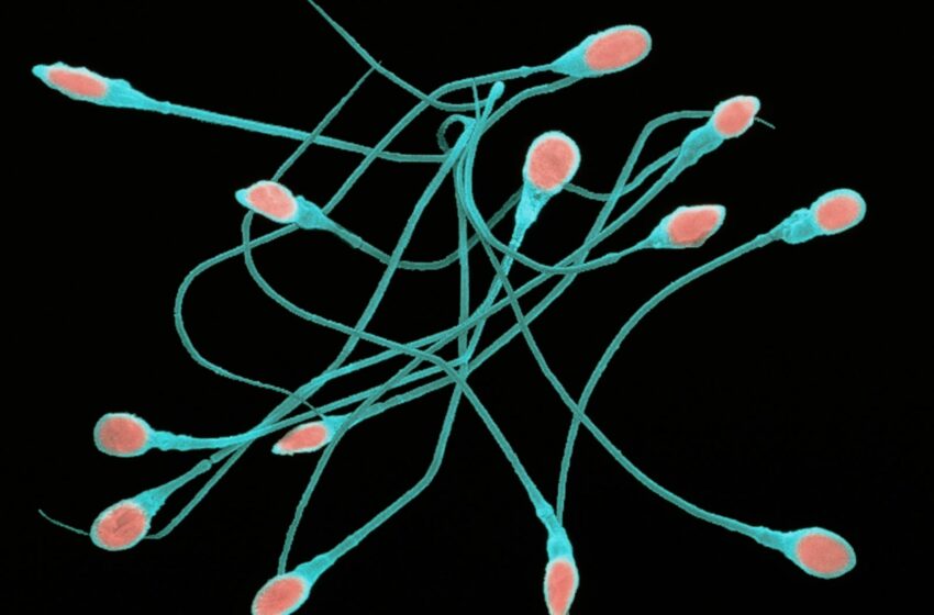 Crisis de fertilidad: estrepitosa caída del número de espermatozoides en el mundo