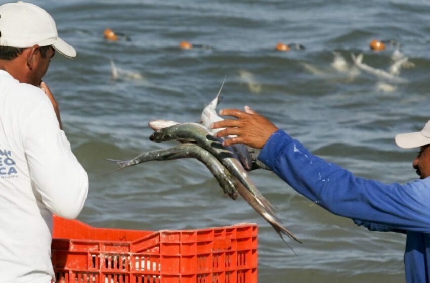  Convocan a productores y pescadores de Solidaridad a integrar un padrón municipal