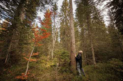  Peligra bosque de píceas, los árboles más buscados por lauderos de todo el mundo