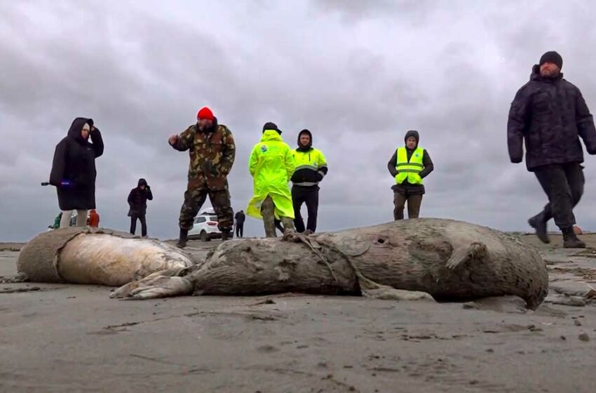  Aparecen muertas mil 700 focas – El Diario de Juárez