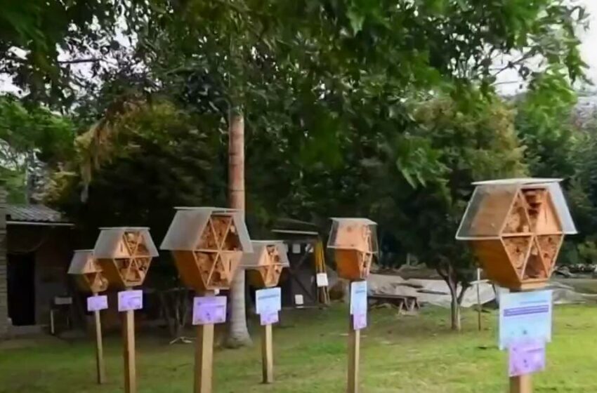  Planeta Tierra: Colombia construye hoteles para proteger a sus abejas – Telemundo