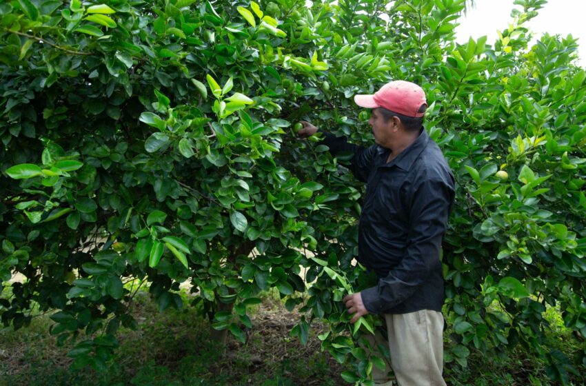  Avanza un programa piloto para reducir la huella hídrica en la producción de alimentos en …