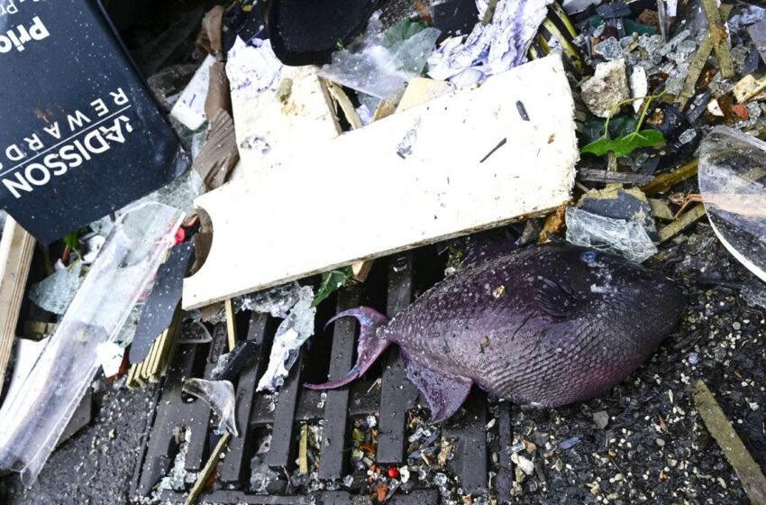  Mueren mil 500 peces tras explosión de acuario en Berlín – Big Fish