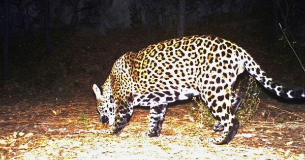  Ambientalistas quieren reintroducir al jaguar en EE.UU. – Pulso SLP