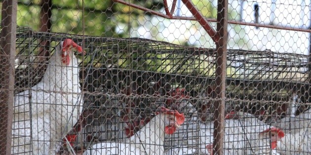  Detectan nuevo brote de influenza aviar en granjas de Aguascalientes