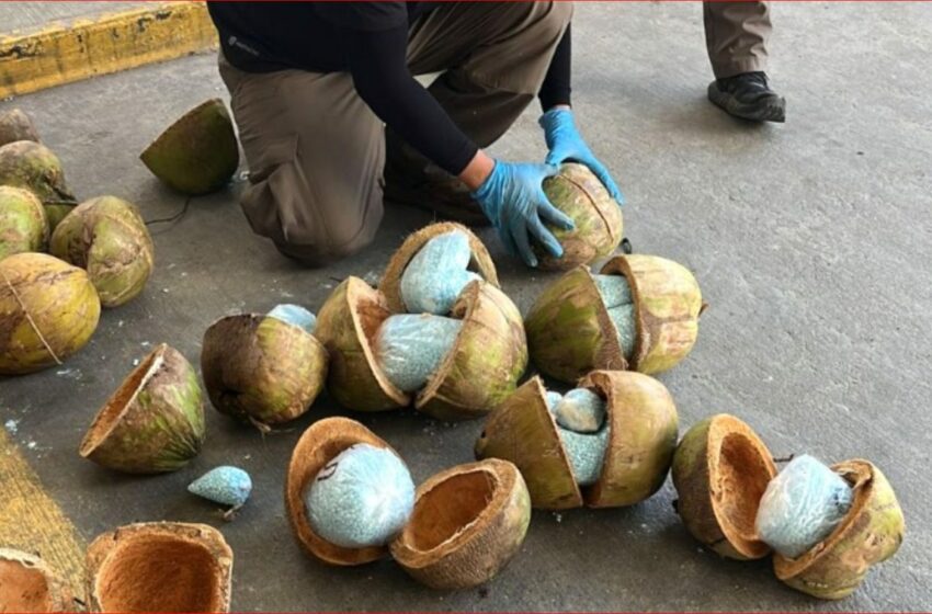  En Sonora, aseguran 300 kilos de fentanilo dentro de cocos – El Chamuco