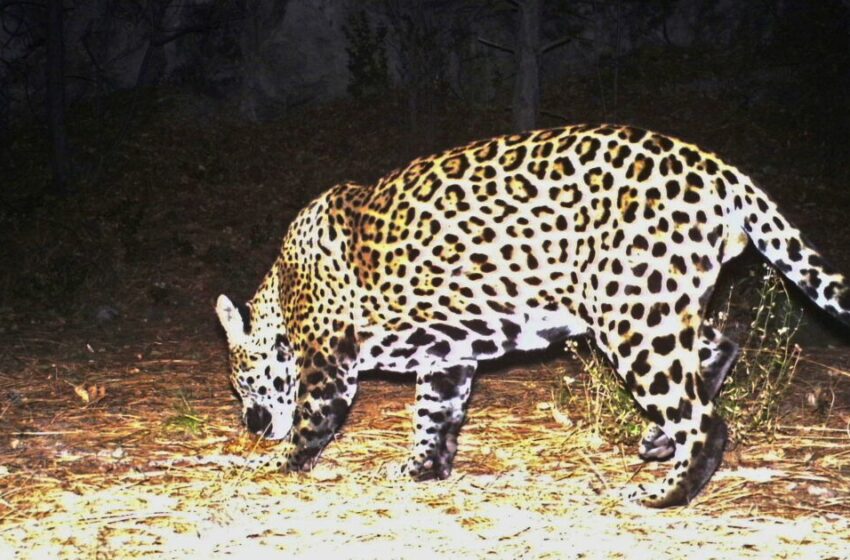 Ambientalistas quieren reintroducir al jaguar en EEUU – Los Angeles Times