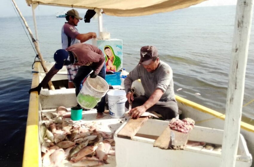  2022, año crítico para la captura del pulpo maya en la costa Norte de Yucatán: Pescadores