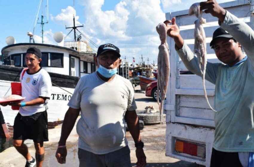  Yucatán concluye 'fiebre del pulpo' con la captura de 20 mil toneladas | PorEsto