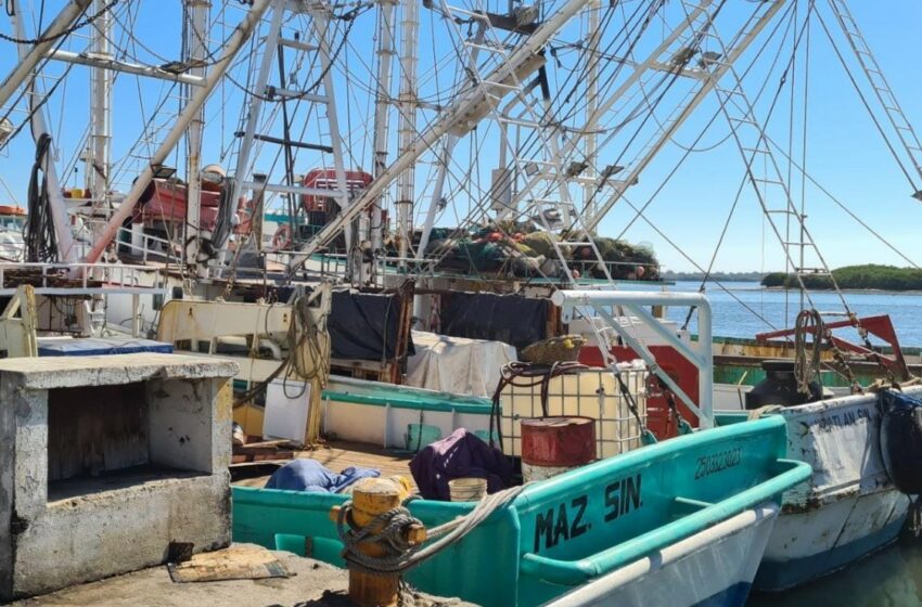  La pesca de camarón en Mazatlán está "totalmente tronada" – Debate