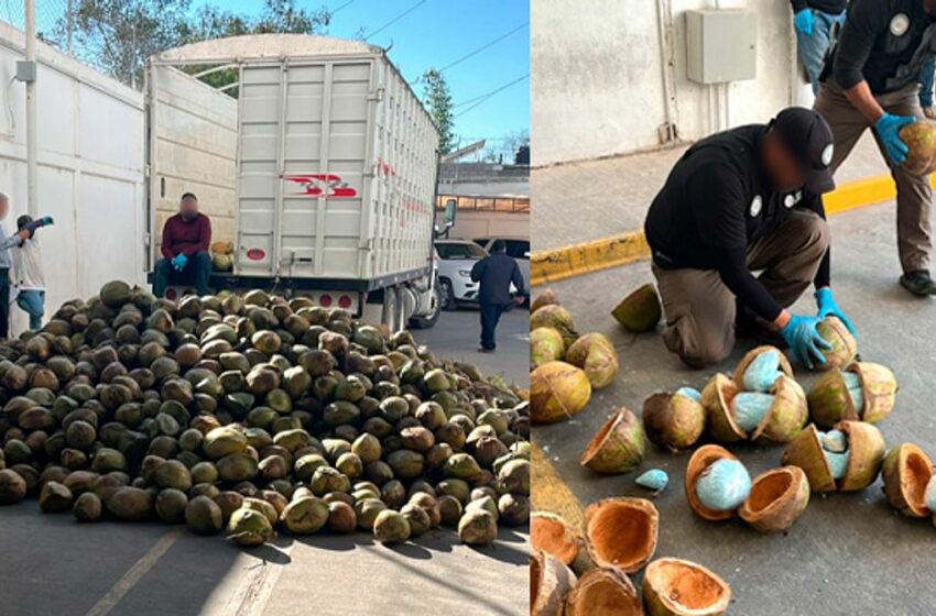  Hallan 300 kilogramos de fentanilo dentro de cocos, en Sonora – Mi Morelia