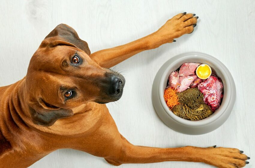  Pollito, croquetas o jamón: ¿Cuál es el mejor alimento para las mascotas? – Revista Central