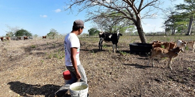  ¿Qué es el fenómeno La Niña y cómo afecta a México?