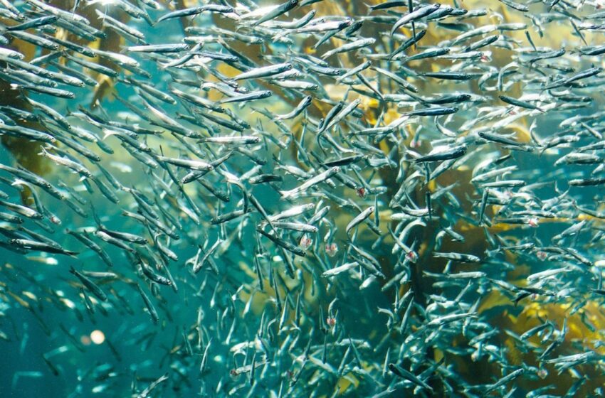  Sardina, fuente de proteínas y minerales para el ser humano – Big Fish