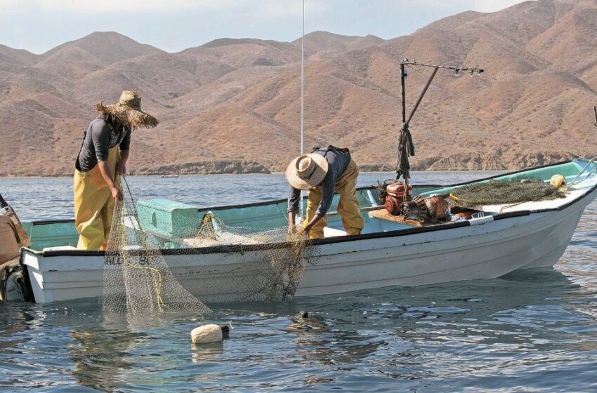  Baja California recupera la primera posición en calidad laboral – El Economista