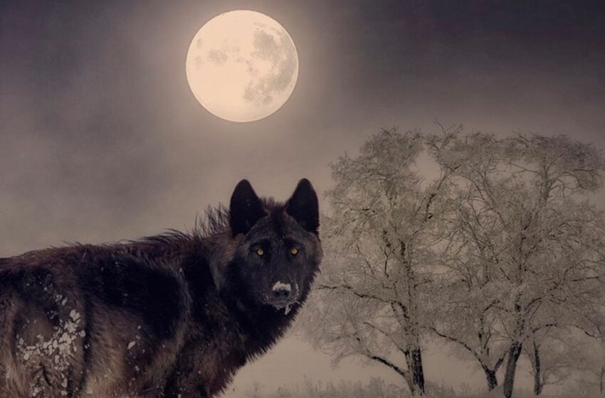  Luna de lobo 2023: ¿qué es y cuándo se verá la luna llena de enero?
