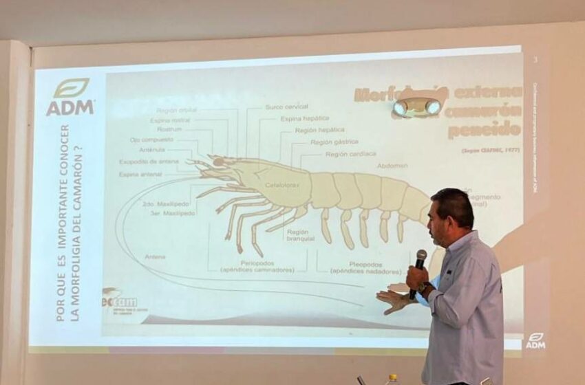  Imparten taller sobre la Enfermedad de la Mortalidad Temprana del camarón