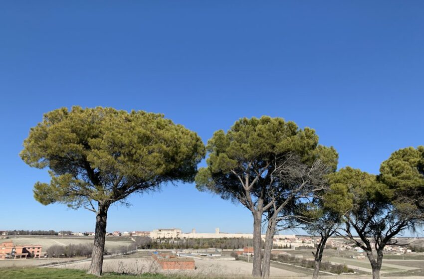  Medio Ambiente realizará una plantación en Las Lomas – El Adelantado de Segovia
