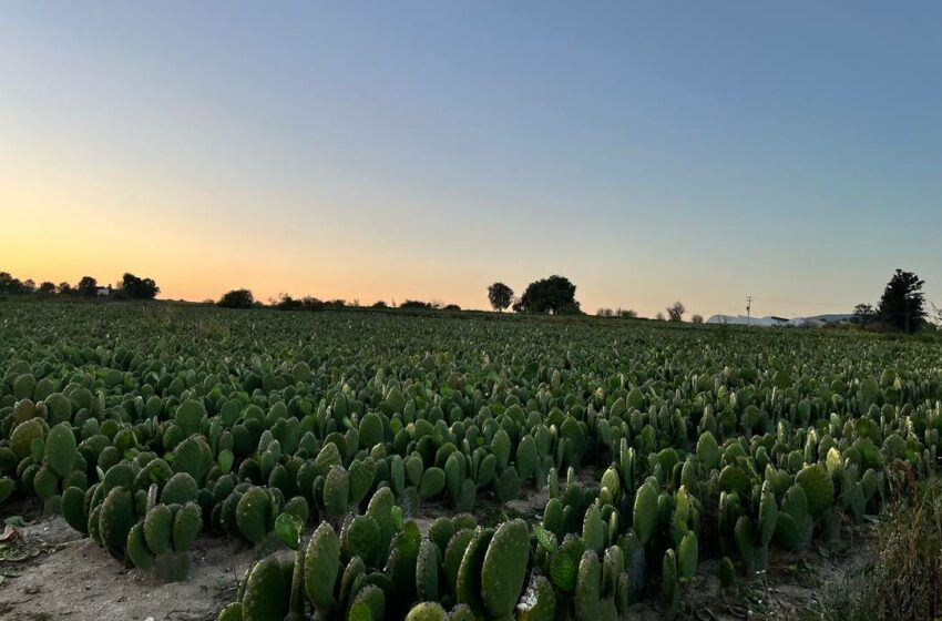 Disminuye por el frío la producción de nopal en el Valle del Mezquital – El Sol de Hidalgo