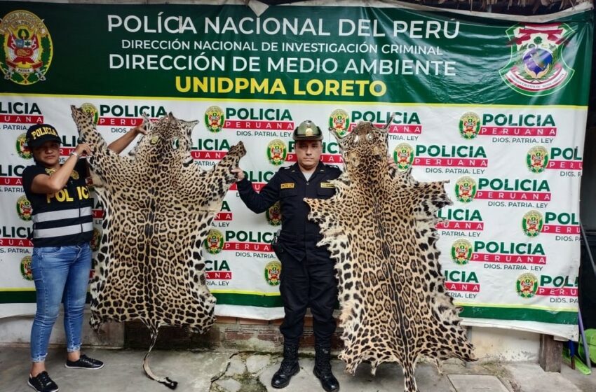  Policía de Medio Ambiente incauta pieles de otorongo y un mono vivo – Diario "La Región"