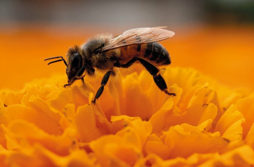  Abejas: La miel es lo de menos – Reporte Indigo