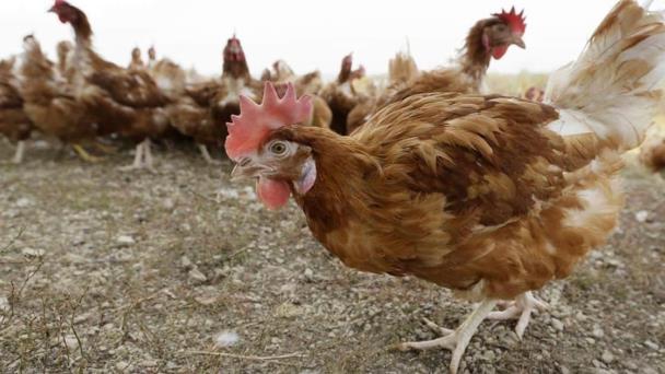  Levantarán cuarentena contra influenza aviar en Sonora – Expreso