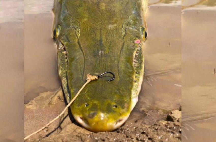  Catán del Río Bravo: razón por la que el pez sale a tierra | VIDEO | El Mañana de Nuevo Laredo