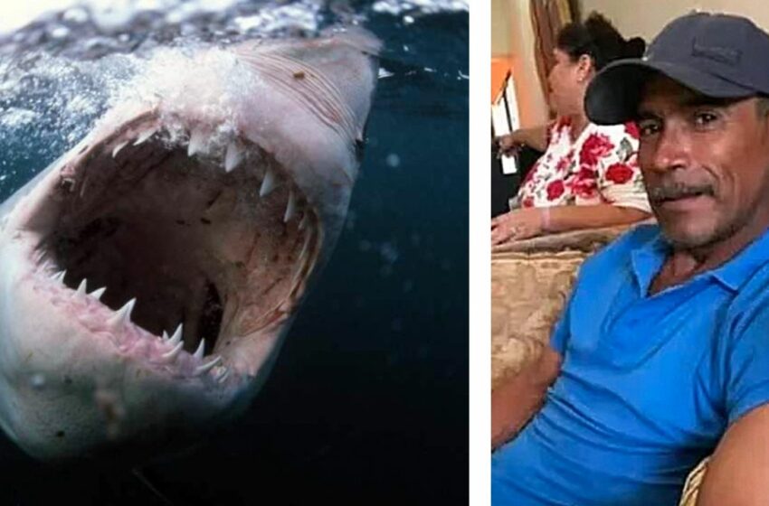 Tiburón blanco le arranca cabeza y brazos a un pescador en Sonora | El Mañana de Nuevo Laredo