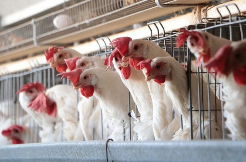  Sonora está a la espera de que autoridades federales le 'quiten' la cuarentena por gripe aviar