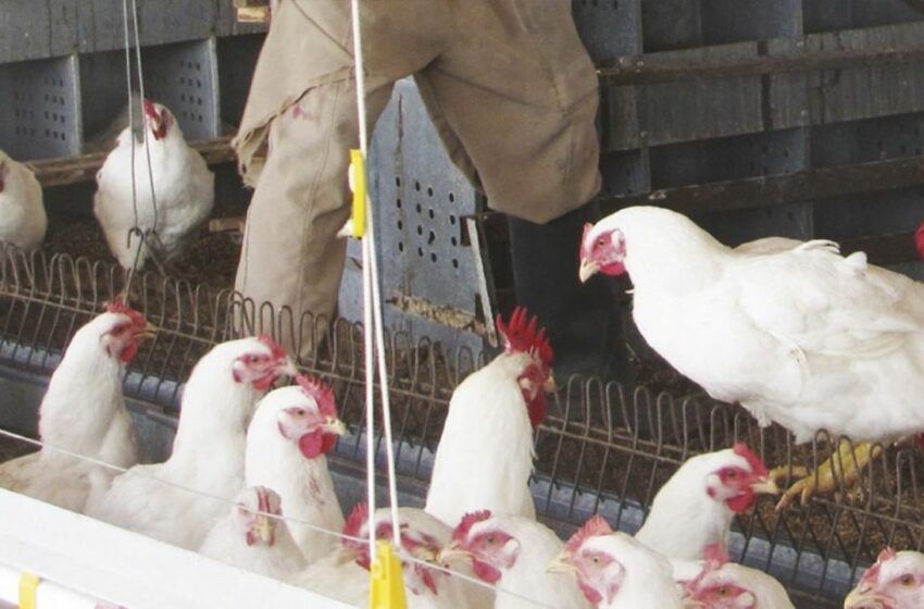  Granjas afectadas en Sonora por la gripe aviar trabajan en volver a repoblarse – Tribuna