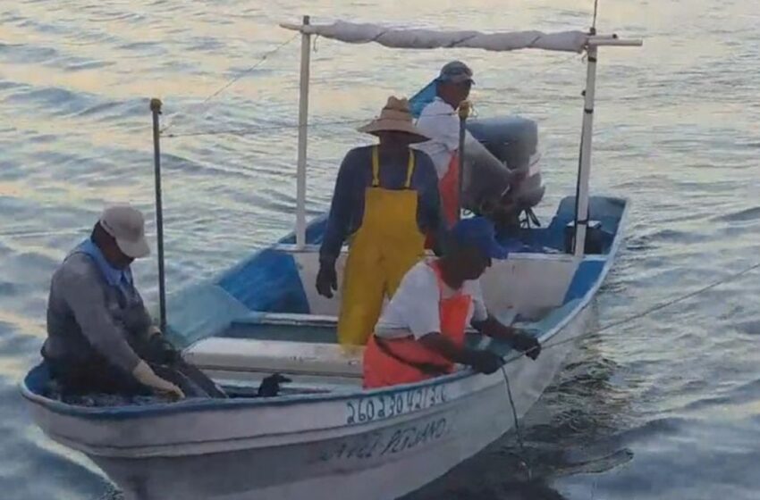  Alertan a pescadores de avistamientos de tiburones en 'Las Guásimas' al sur de Guaymas