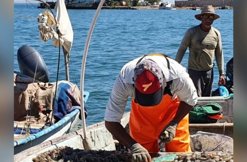  Sonora: Coesprisson levanta alerta de consumo de pescado en Yavaros – Tribuna