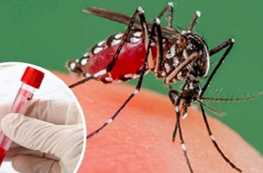  Dengue en el Sur de Sonora inicia el año con signos de alarma; hay un incremento del 400%