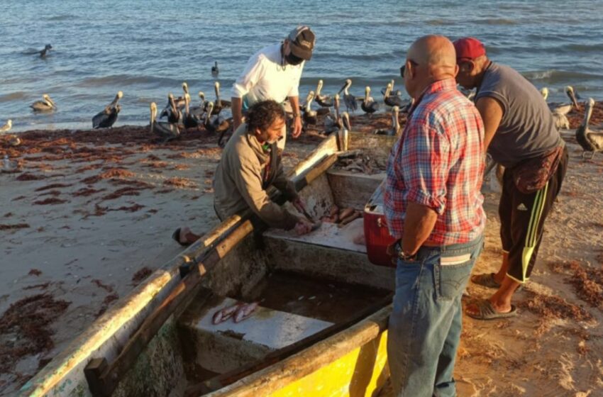  Piden respetar las vedas para mejorar la pesca en Progreso – Diario de Yucatán