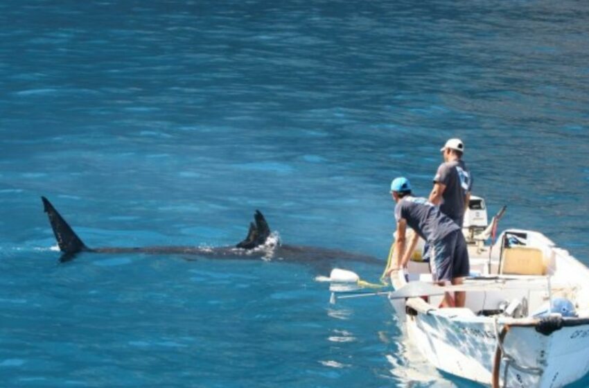  Tiburones blancos alertan a Sonora: suman 4 pescadores devorados en menos de un mes