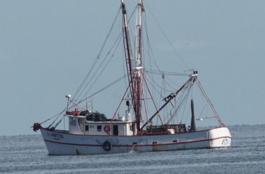  La sobrepesca y la pesca ilegal ponen en riesgo el futuro del sector pesquero, indica OCDE