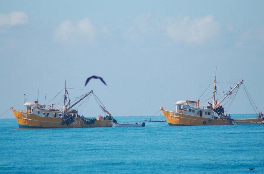 Crimen organizado está metido en sector pesquero – Debate