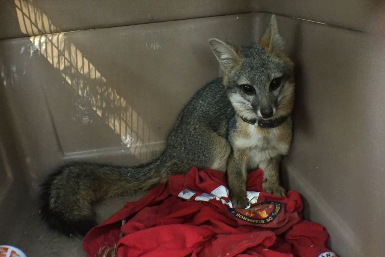  Provoca zorro gris brote de rabia en Sonora – Netnoticias