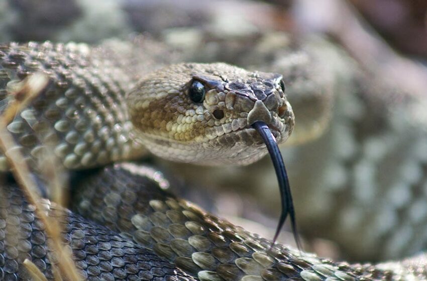  Presentan cargos contra traficantes de serpientes venenosas – Plano Informativo