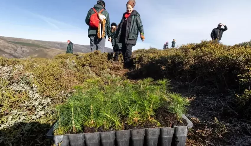  Reforestar ayuda a superar traumas y favorece la integración social, afirman los psicólogos