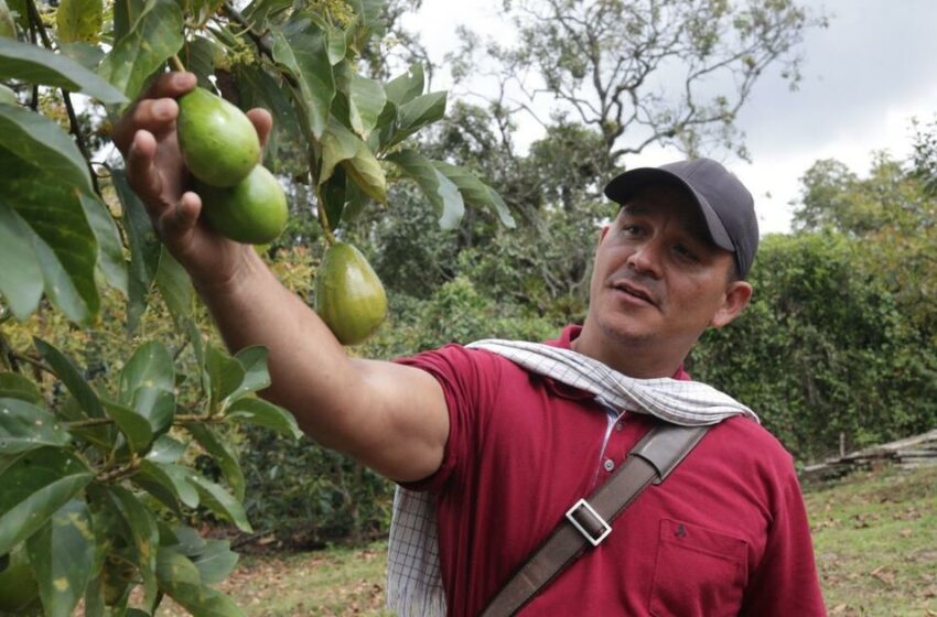  Planeta Tierra: El aguacate colombiano se convierte en la fruta de la discordia – Telemundo