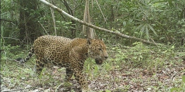  Jaguar hembra que estaba embarazada muere tras ser atropellada en Quintana Roo
