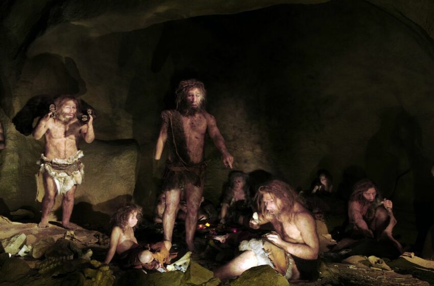  Los neandertales ‘gourmets’ cocinaban marisco y cazaban elefantes gigantes en modo cooperativo