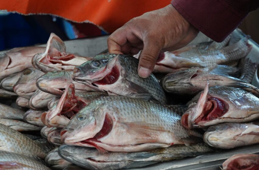  Alerta ONG por fraude en venta de pescado – 24 Horas