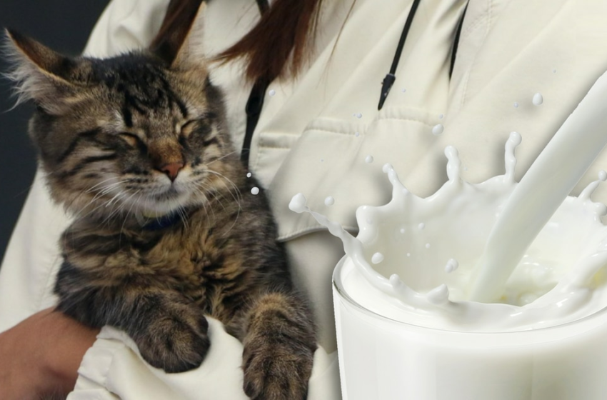  ¿Los gatos pueden tomar leche? Estos son los problemas que les provoca – El Financiero