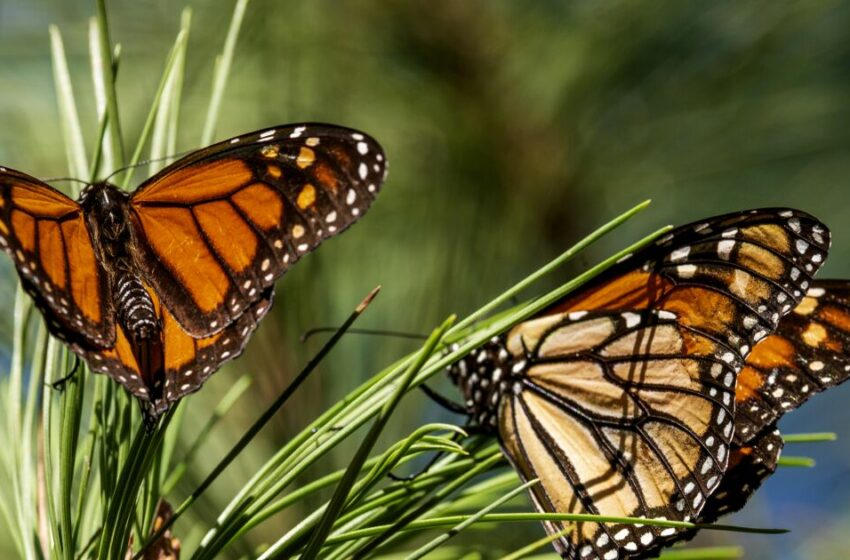  Repuntan las mariposas monarca que hibernan en California