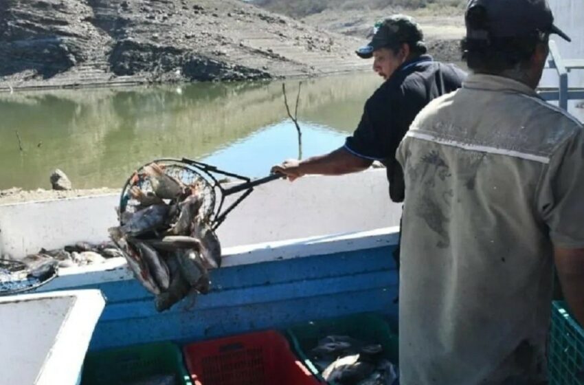  En Sinaloa, se reinician actividades de pesca en la presa Huites – Debate