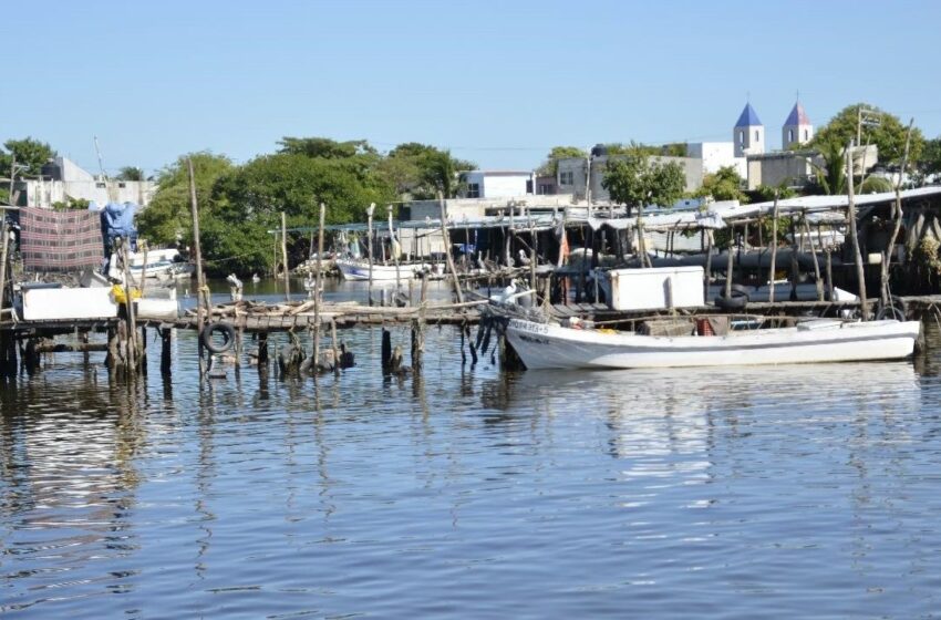  Oceana México acusa a Conapesca Campeche de ocultar datos sobre la pesca ilegal