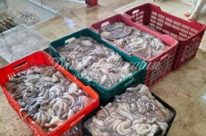  Piden severa sanción para frenar la pesca furtiva de especies en veda en costas de Yucatán